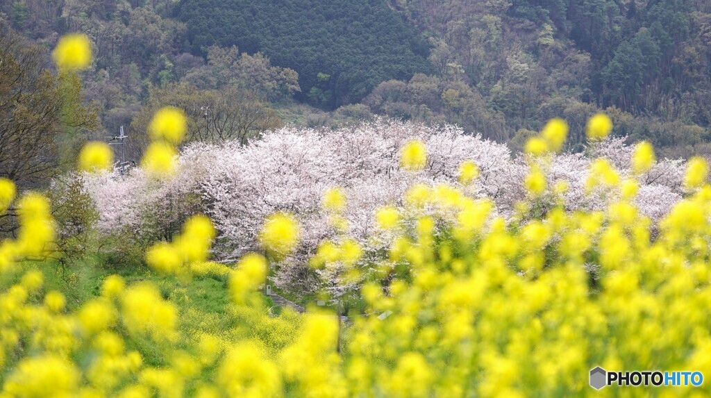 桜 満開でした！！