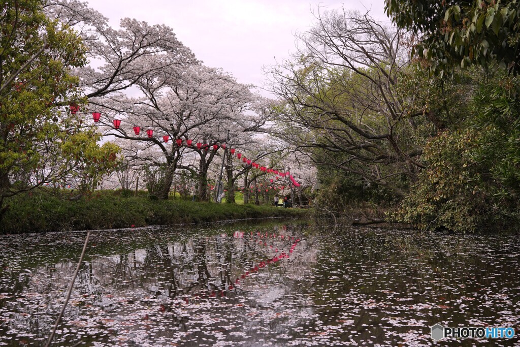 やっぱり桜は良い＠廣瀬神社