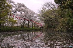 やっぱり桜は良い＠廣瀬神社