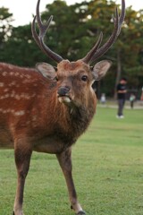 鹿さん 威嚇中？？