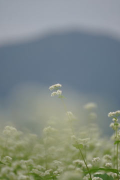 そばの花