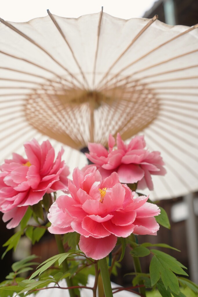 岡寺　牡丹