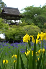 長岳寺　かきつばた