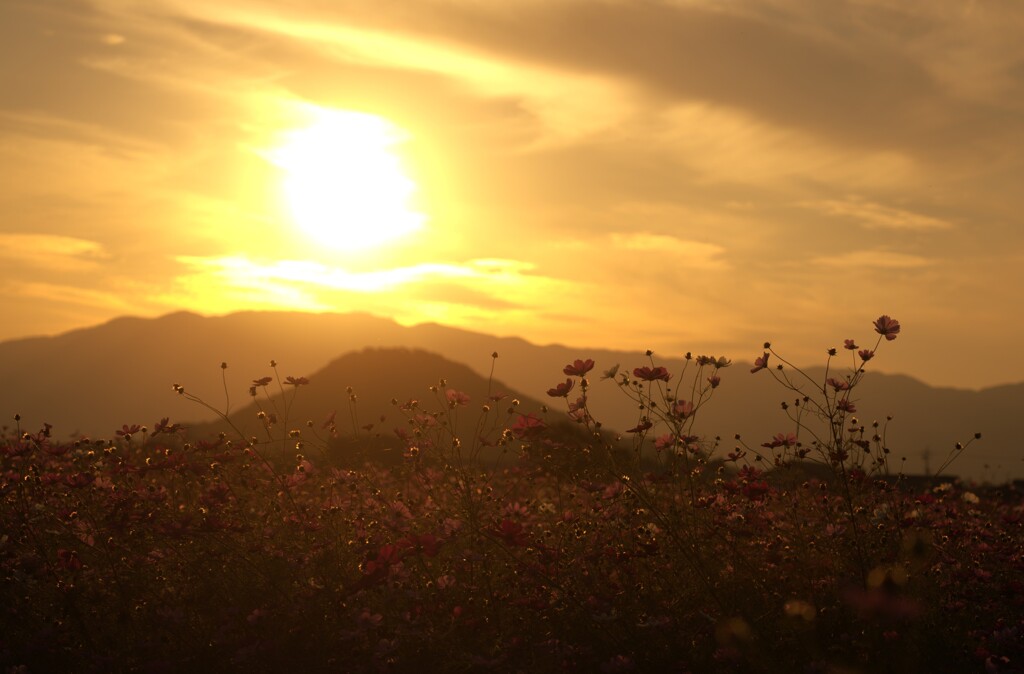 夕焼け コスモス