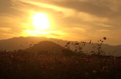 夕焼け コスモス 夕焼け コスモス