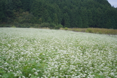 そばの花