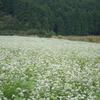 そばの花