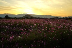 夕焼け コスモス 夕焼け コスモス