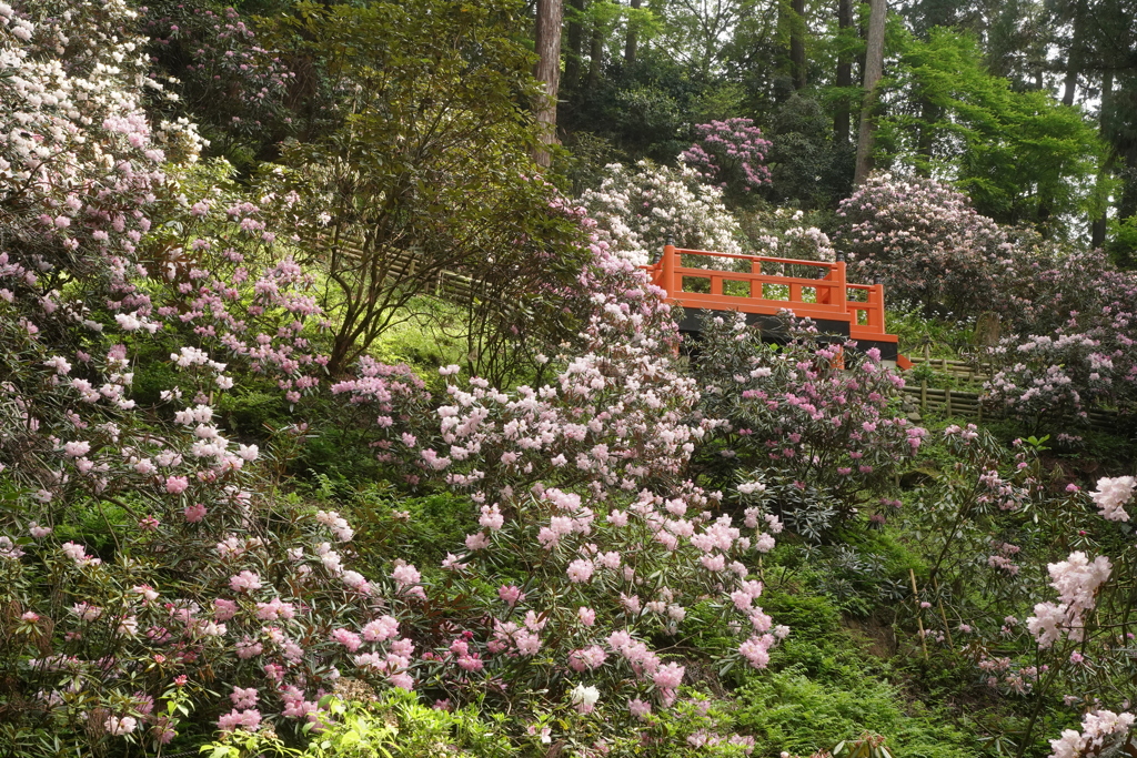 岡寺　石楠花