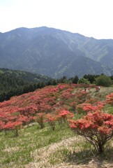 山とツツジ