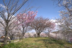 sakura