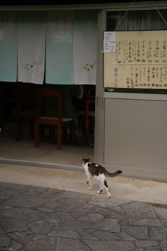 はいんでー