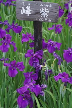 菖蒲