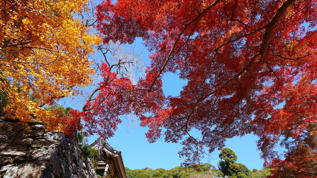 青空と紅葉