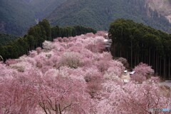 しだれ桜 高見の郷