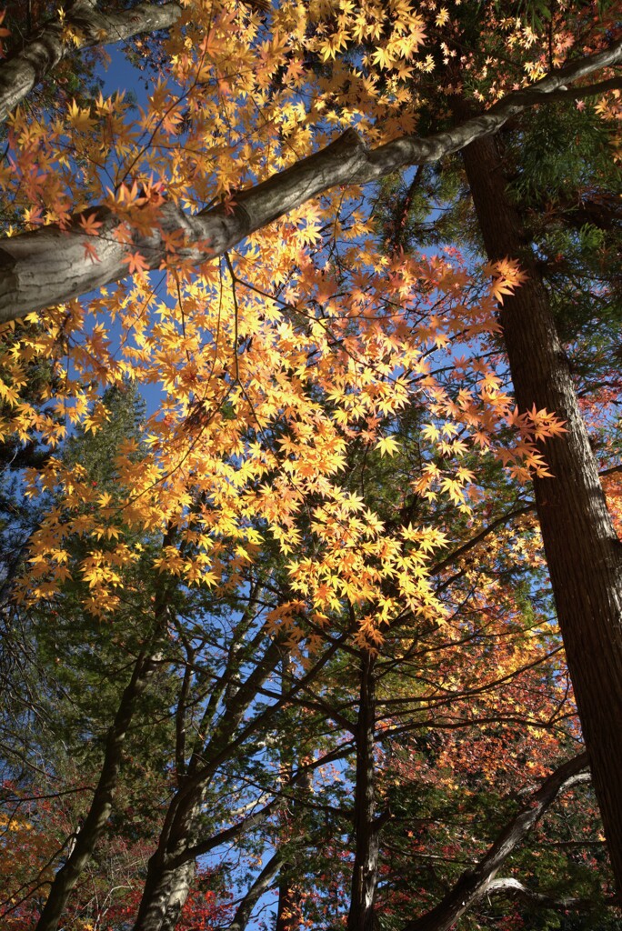 頭上のキラキラ