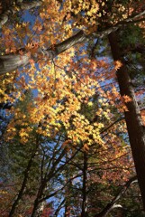 頭上のキラキラ