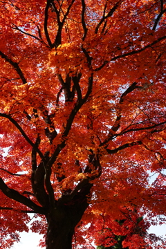 諏訪大社　4社巡り