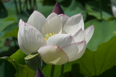 蓮の花