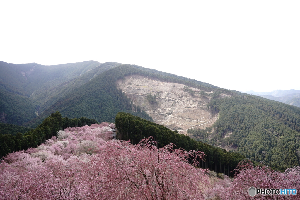 しだれ桜 高見の郷