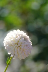 ダリア
