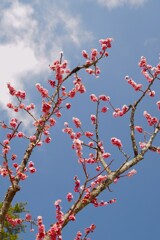 奈良文華館　梅