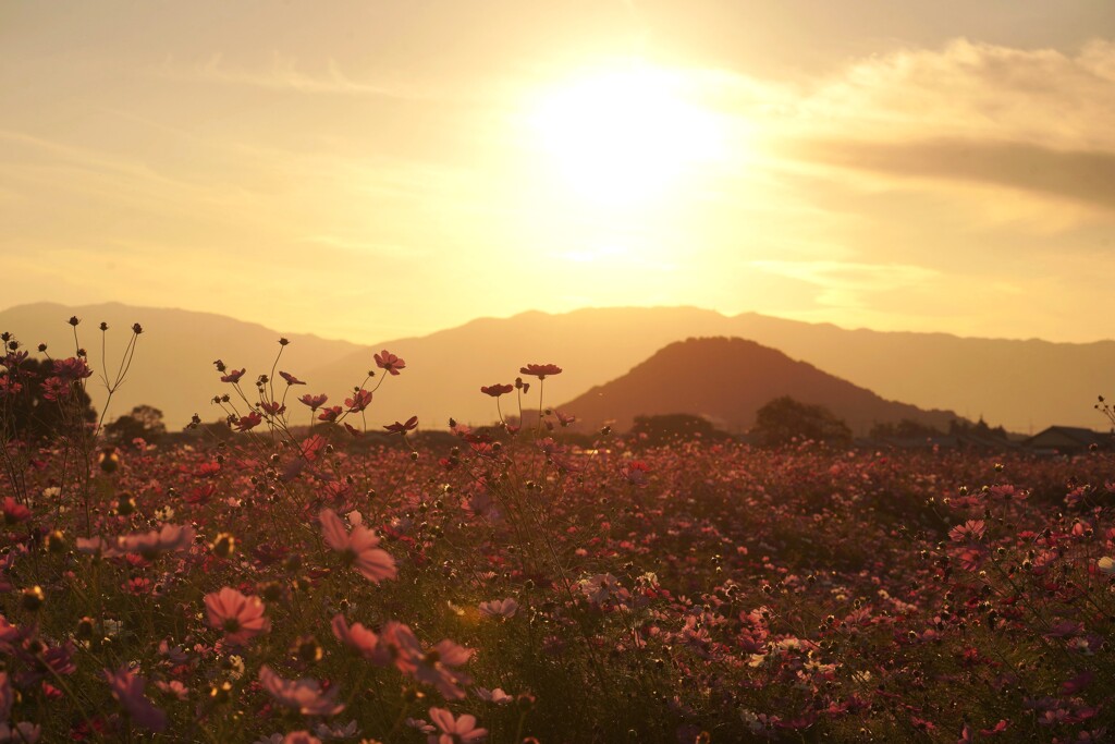 夕焼け コスモス