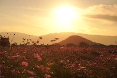 夕焼け コスモス 夕焼け コスモス