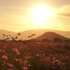 夕焼け コスモス
