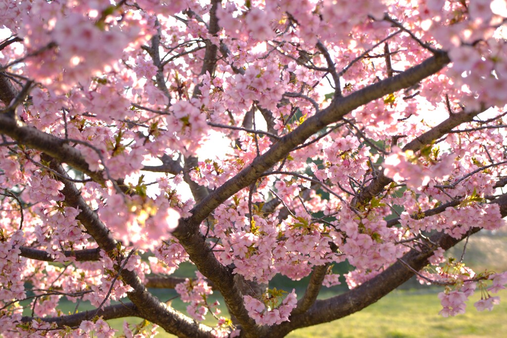 河津桜