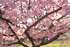 河津桜