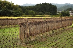 稲木掛け はぜかけ