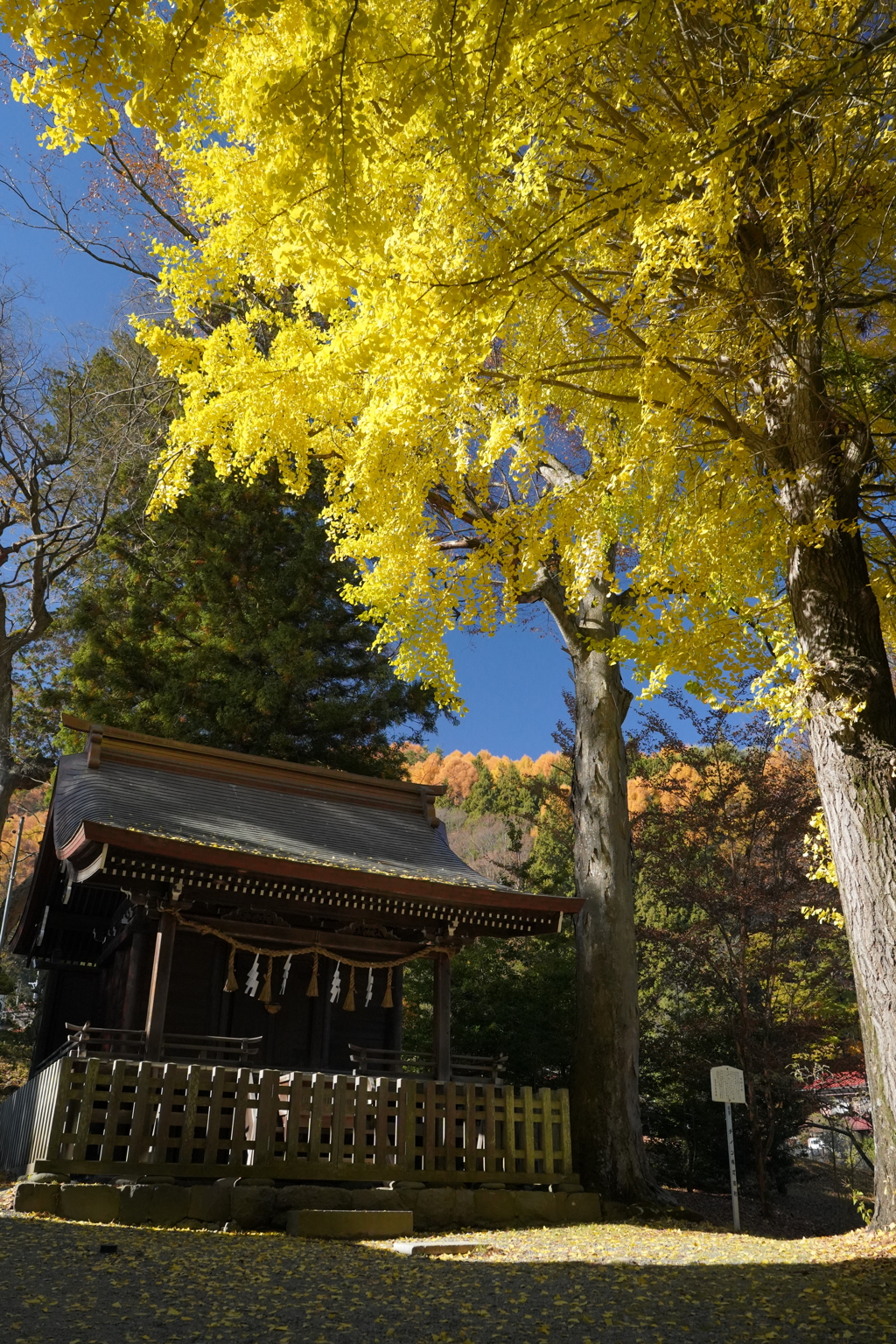 諏訪大社　4社巡り