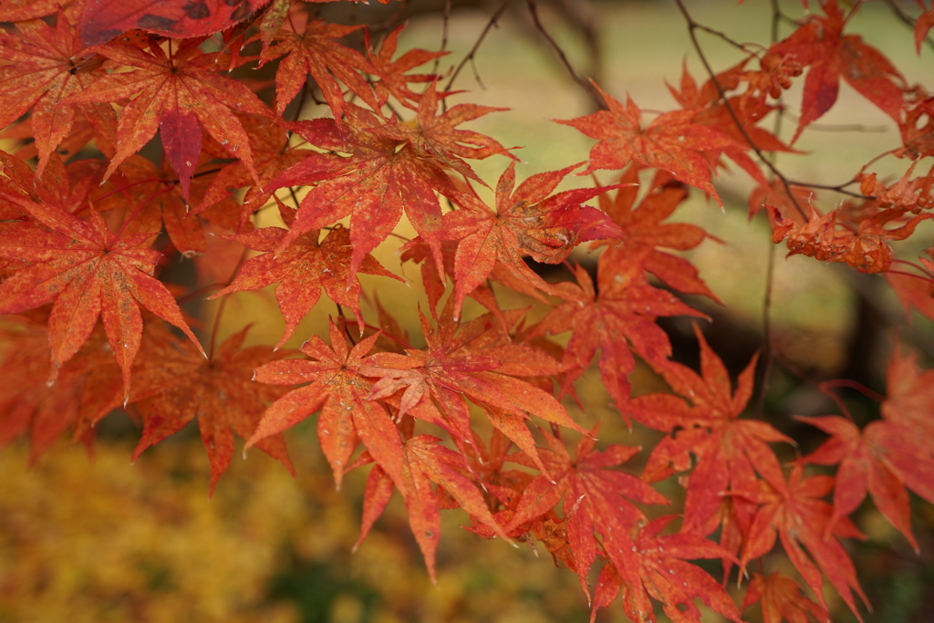 褪せ紅葉