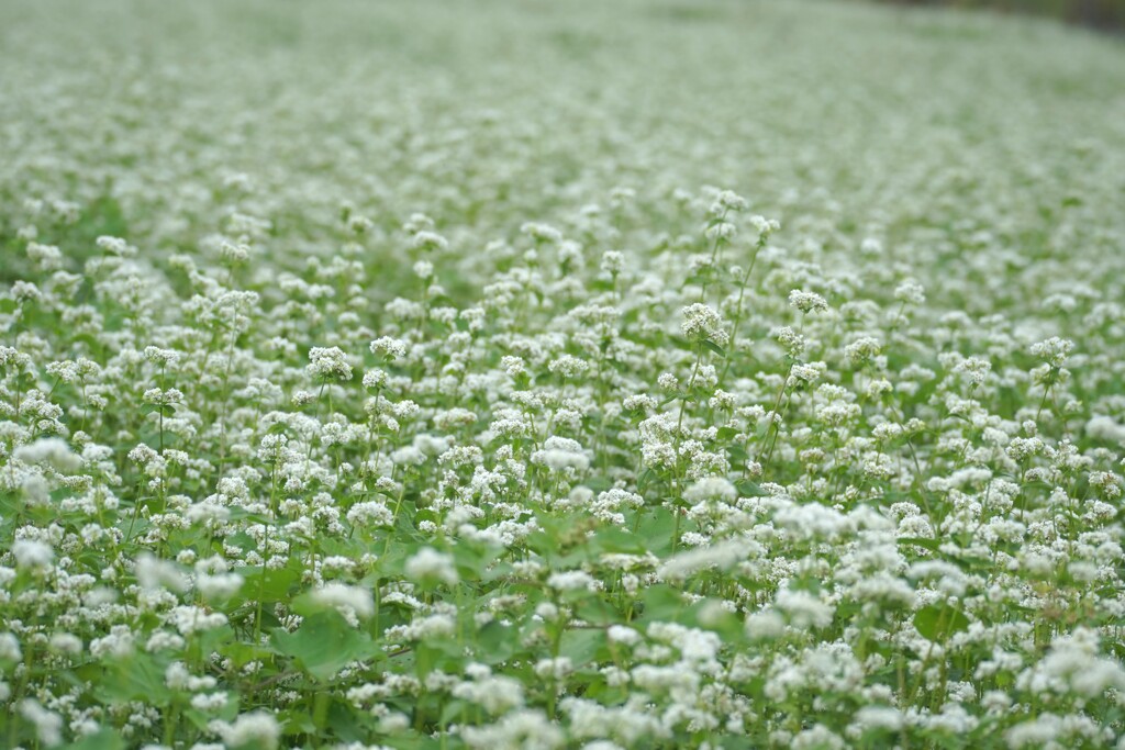 そばの花
