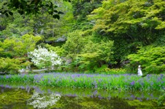 長岳寺　かきつばた