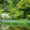 長岳寺　かきつばた
