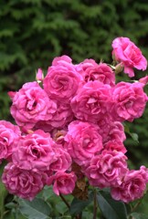 バラの花