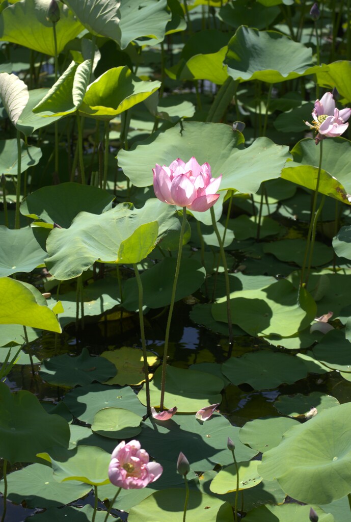 蓮の花