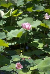蓮の花