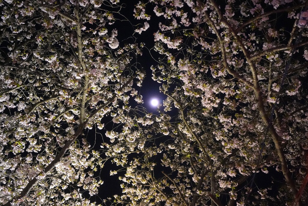 夜桜