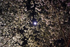 夜桜