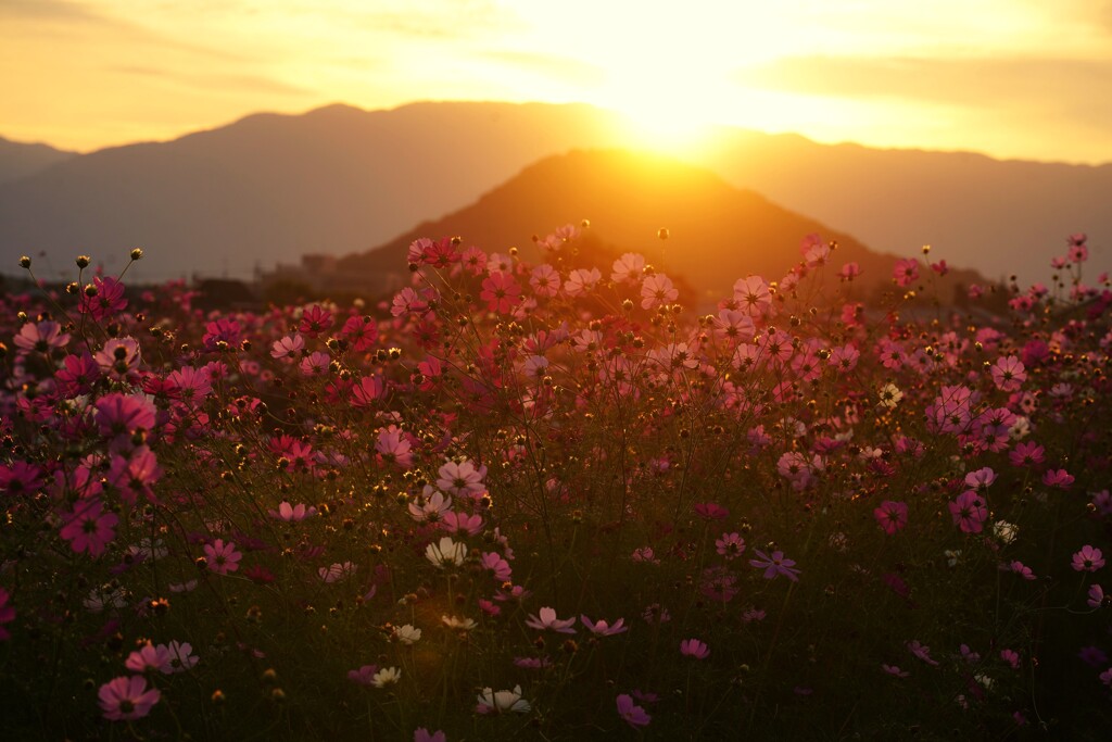 夕焼け コスモス