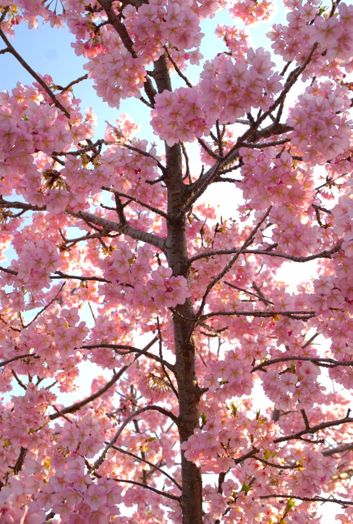 河津桜