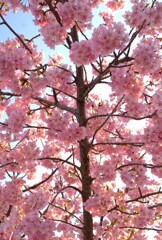河津桜