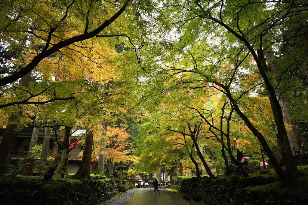 永平寺　雨と紅葉