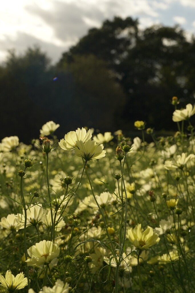イエローキャンパス