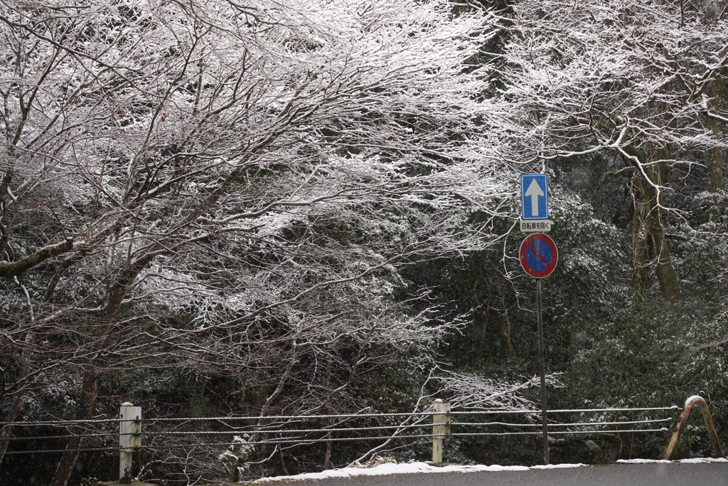 奈良 雪