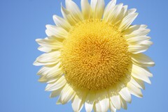 太陽のようなひまわり