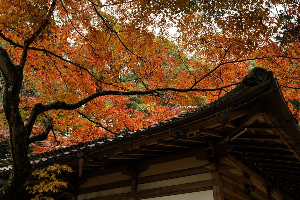 甍を包む秋色
